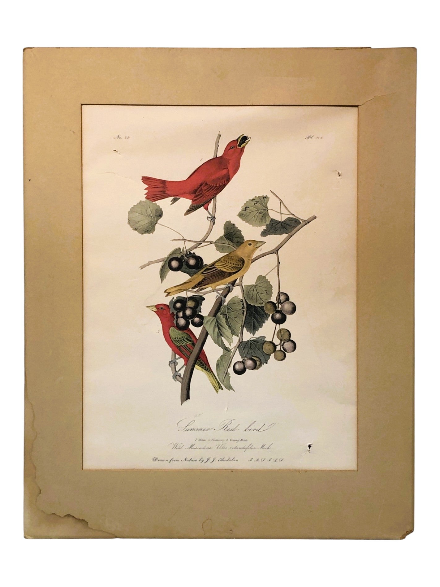 1300 - Summer Red Bird As Is Print |16-17|