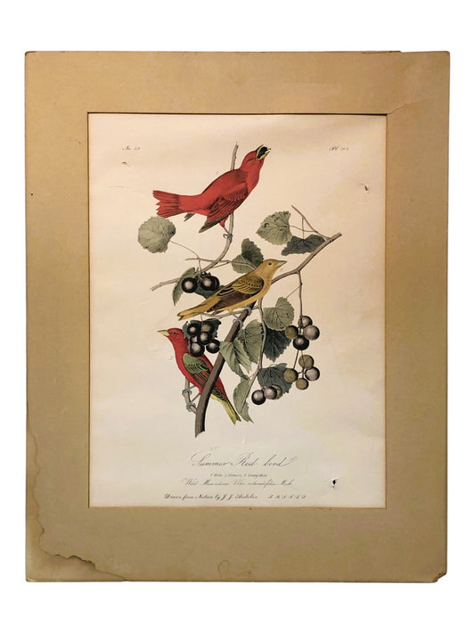 1300 - Summer Red Bird As Is Print |16-17|