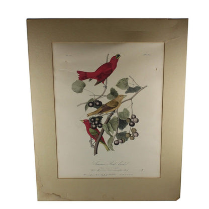 1300 - Summer Red Bird As Is Print |16-17|