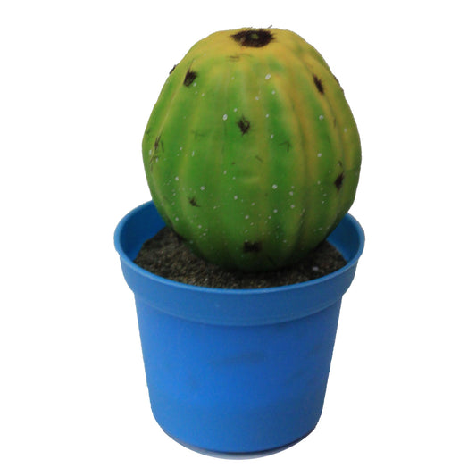1439 - 4.5" Foam Cactus - Big Round |15-18|