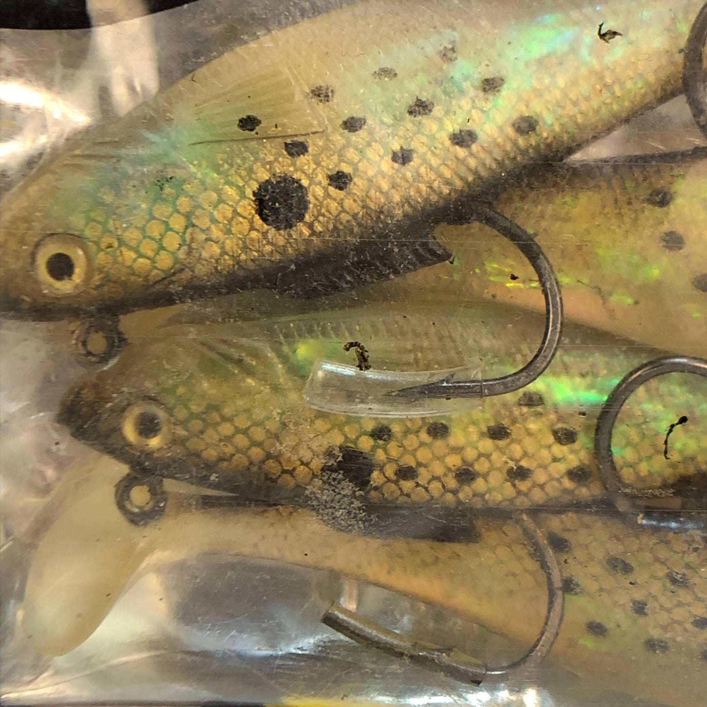 25169 - 4" Golden Bunker Minnow Spots |12-25|