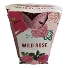 38765 - Premium Buzzy Wild Rose Grow Kit for Vibrant Garden Blooms and Easy Planting |7-8|