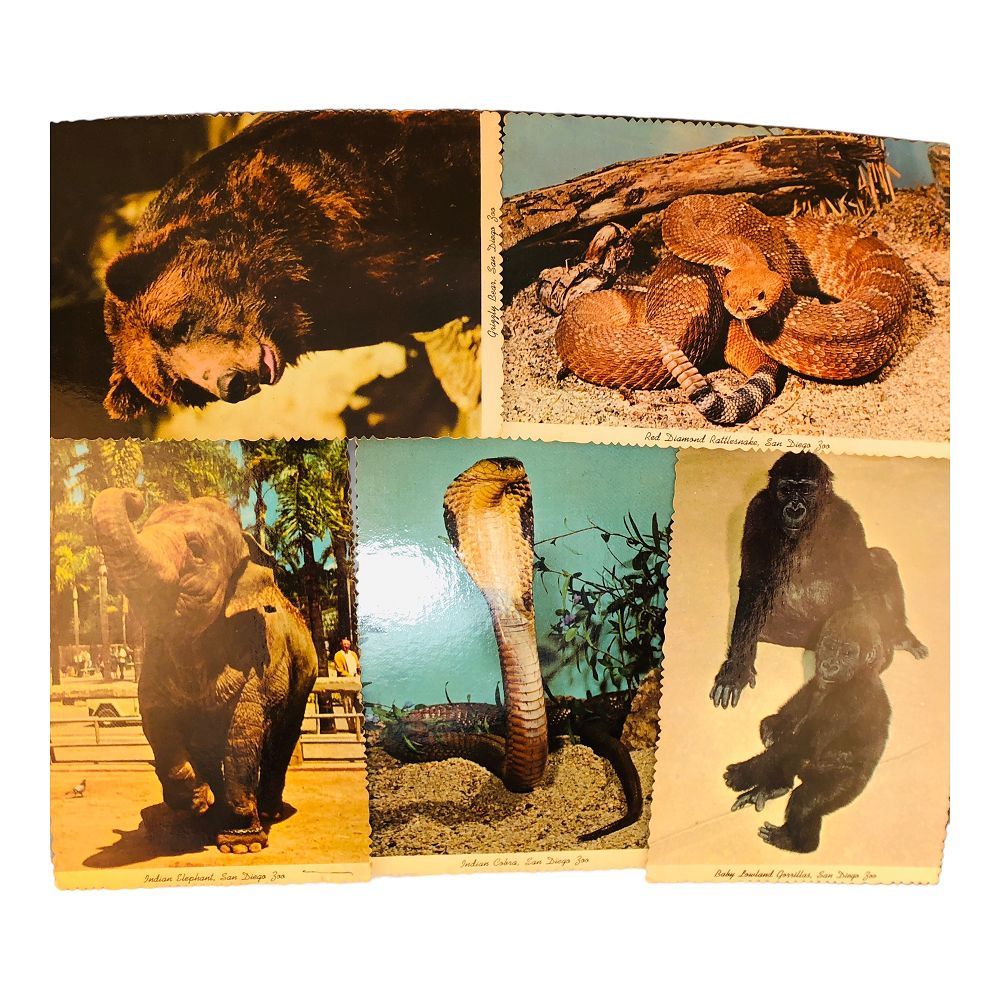 41894 - San Diego Zoo 5 Vintage Postcards with Free Shipping for Stationery Collection |20-17|