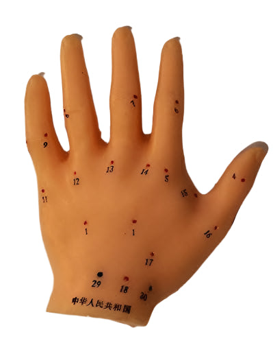 4476 - Model Hand for Acupuncture Training and Practice for Students and Clinicians 4" |1-31|