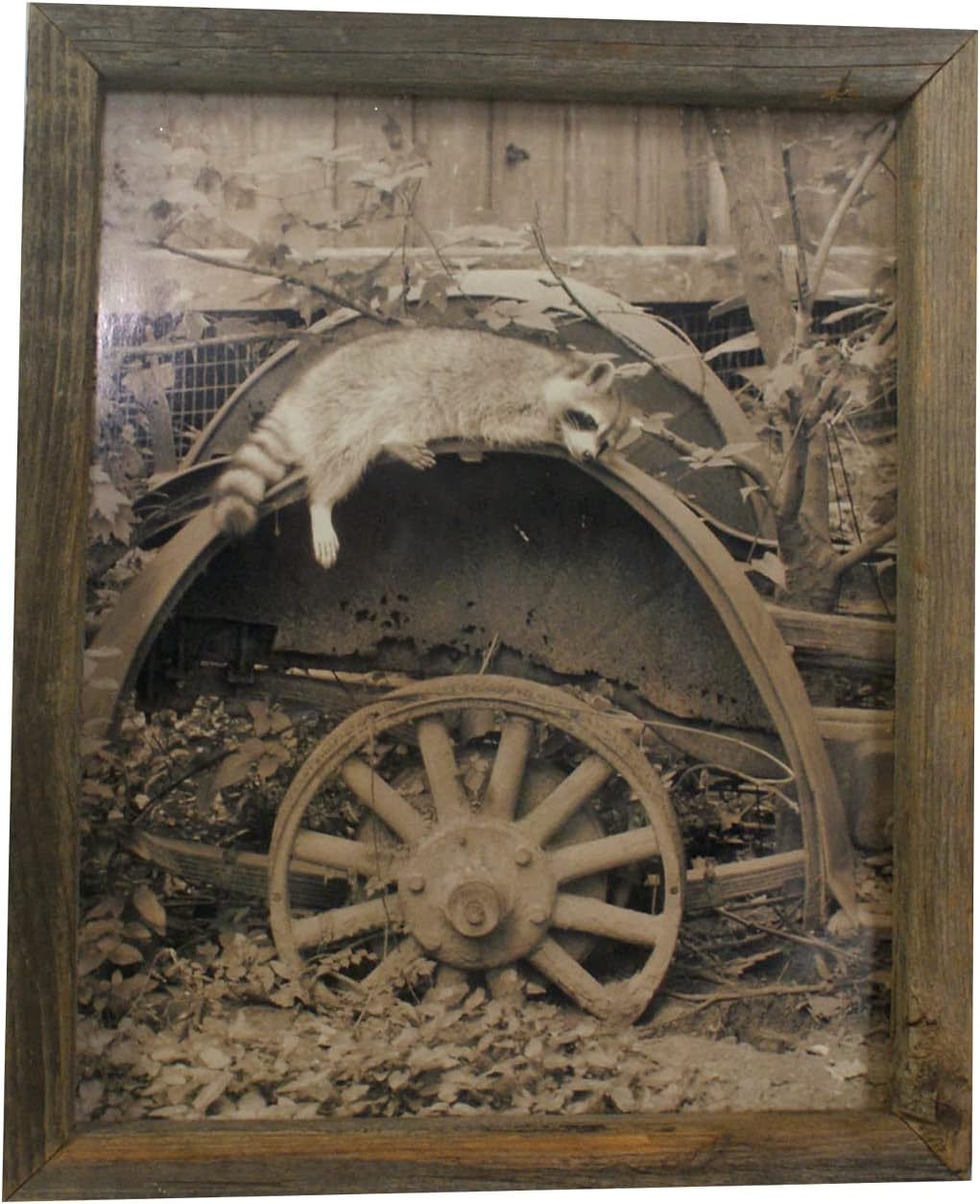 5215 - Racoon Resting On Tractor Wheel - |U-10|