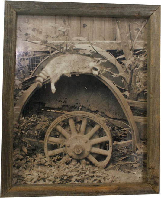5215 - Racoon Resting On Tractor Wheel - |U-10|