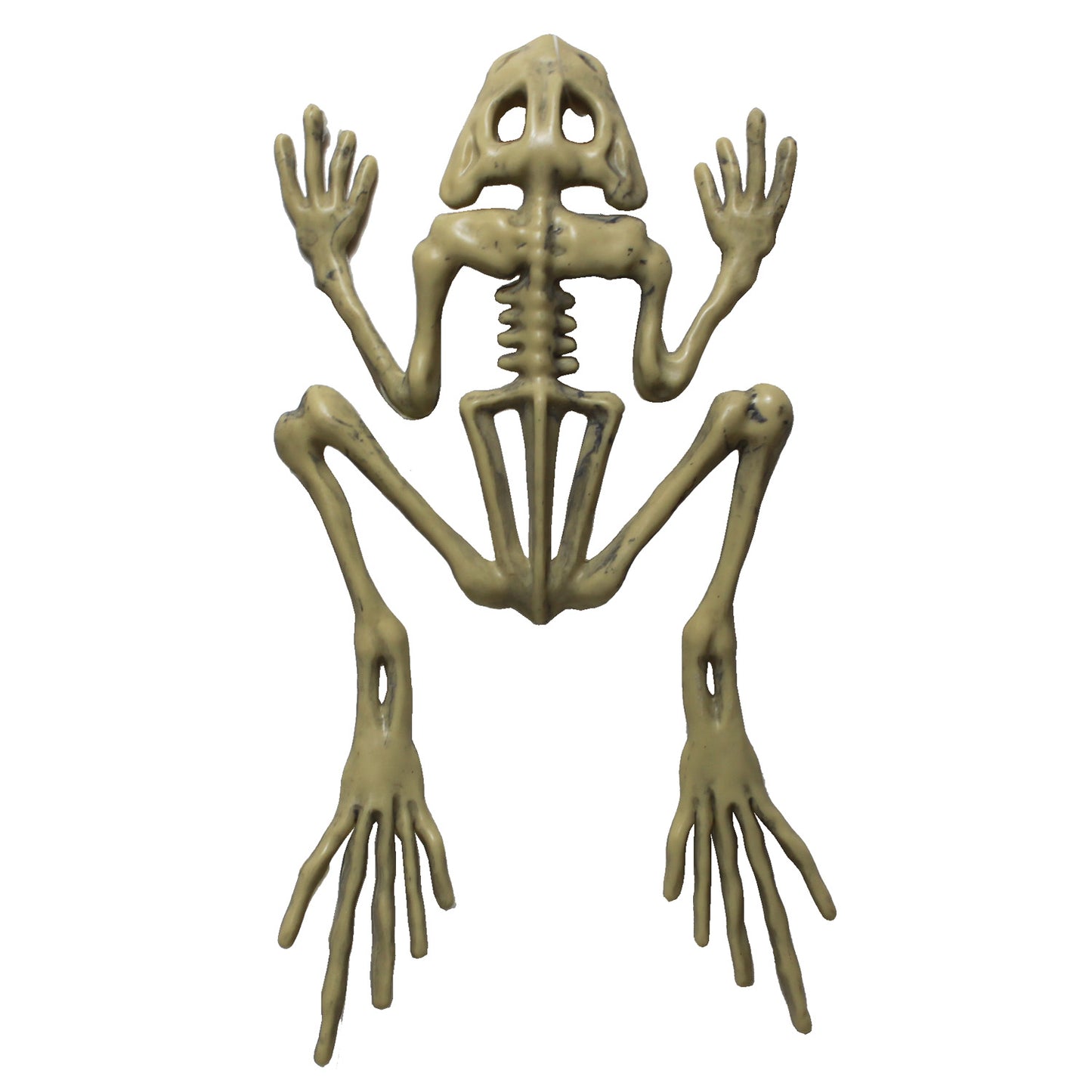 5436 - Set of 5 9-Inch Frog Skeletons for Home Decor |Pod 1-2|