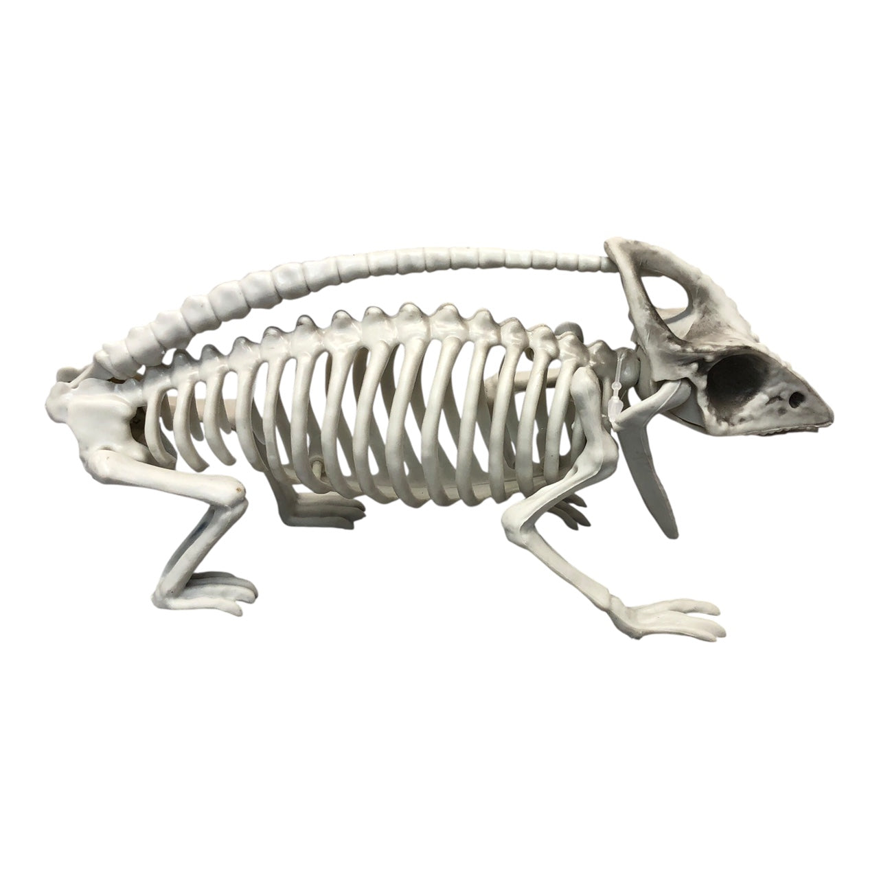 7071 - Plastic Lizard Skeleton Halloween Ornament |Pod 1-2|