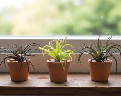 36831 - Set of Three 3.5" Faux Spider Plant in Pot |TBD|