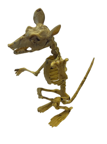 23409 - 2 Pack 7" Rat Skeleton (Natural) |FR/BH|