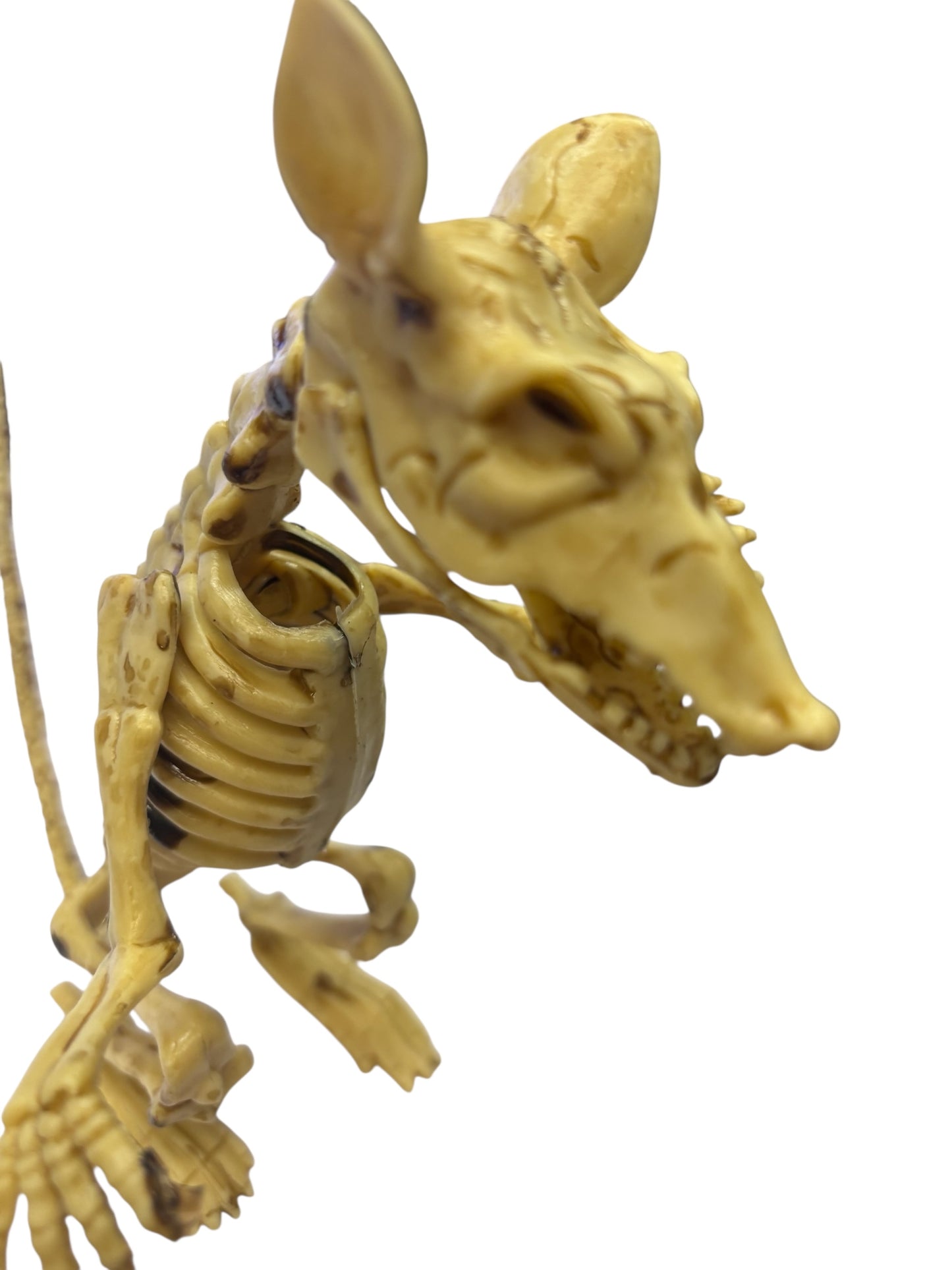 23409 - 2 Pack 7" Rat Skeleton (Natural) |FR/BH|