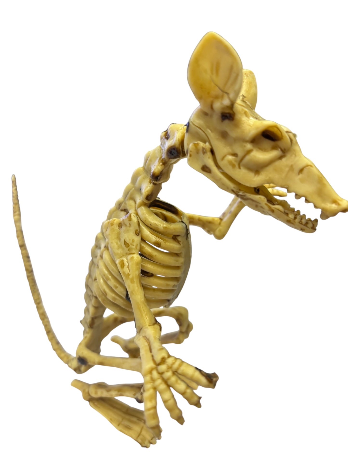 23409 - 2 Pack 7" Rat Skeleton (Natural) |FR/BH|
